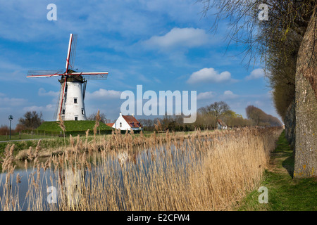 Windmühle von Damme, eines der schönsten Dörfer in Flandern Belgien, in der Nähe von Brügge, entlang des Kanals Damse Vaart Stockfoto