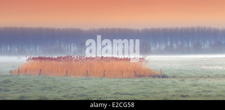 Nebligen Morgen in eine Wiese mit Nebelschwaden niedrig zu Boden Stockfoto