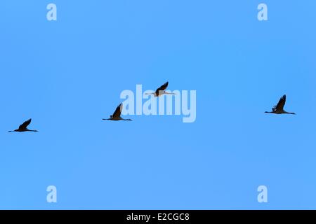 Frankreich, Indre, Beere, Parc Naturel Regional De La Brenne (natürlichen regionalen Park von La Brenne) Rosnay, roten Meer Teich (Etang De La Mer Rouge), Kranich (Grus Grus), Flug bei Sonnenuntergang Stockfoto