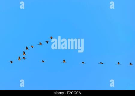 Frankreich, Indre, Beere, Parc Naturel Regional De La Brenne (natürlichen regionalen Park von La Brenne) Rosnay, roten Meer Teich (Etang De La Mer Rouge), Kranich (Grus Grus), Flug bei Sonnenuntergang Stockfoto