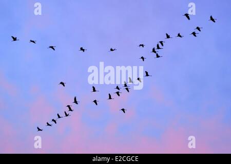 Frankreich, Indre, Beere, Parc Naturel Regional De La Brenne (natürlichen regionalen Park von La Brenne) Rosnay, roten Meer Teich (Etang De La Mer Rouge), Kranich (Grus Grus), Flug bei Sonnenuntergang Stockfoto