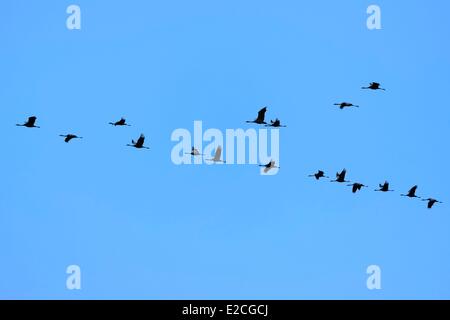 Frankreich, Indre, Beere, Parc Naturel Regional De La Brenne (natürlichen regionalen Park von La Brenne) Rosnay, roten Meer Teich (Etang De La Mer Rouge), Kranich (Grus Grus), Flug bei Sonnenuntergang Stockfoto