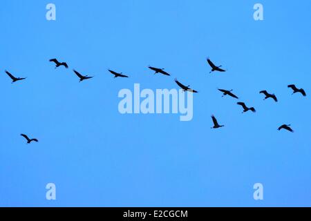 Frankreich, Indre, Beere, Parc Naturel Regional De La Brenne (natürlichen regionalen Park von La Brenne) Rosnay, roten Meer Teich (Etang De La Mer Rouge), Kranich (Grus Grus), Flug bei Sonnenuntergang Stockfoto