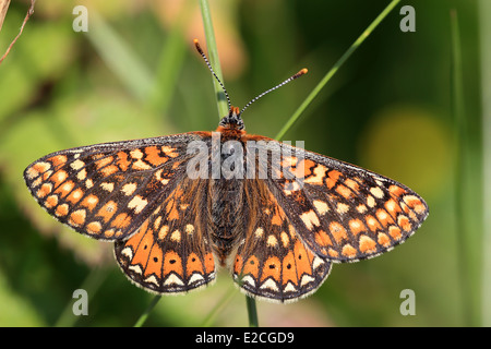 Marsh Fritillary Butterfly, (Etikett Ahrntal) thront auf dem Rasen, die Halbinsel Lizard, Cornwall, UK. Stockfoto