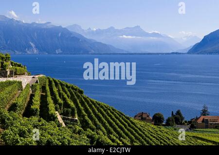 Schweiz, Kanton Waadt, Lavaux Weinbergterrassen als Weltkulturerbe von UNESCO Weinbergen von Saint-Saphorin Stockfoto