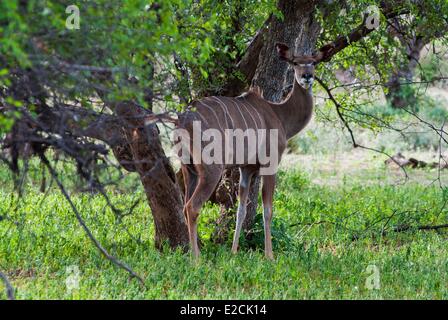 Namibia, weibliche große Kudu (Tragelaphus Strepsiceros) Stockfoto