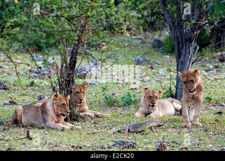 Namibia, junge Löwen (Panthera Leo) und Rock-Waran (Varanus Albigularis) Stockfoto