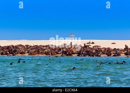 Namibia, Erongo Region, Walvis Bay, Cape Seebären (Arctocephalus percivali) Stockfoto