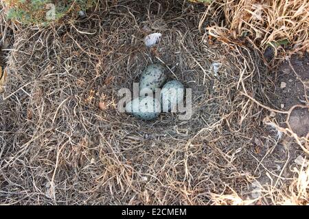 Algerien Habibas Inseln Möve Eiern (Larus Michahellis) Stockfoto