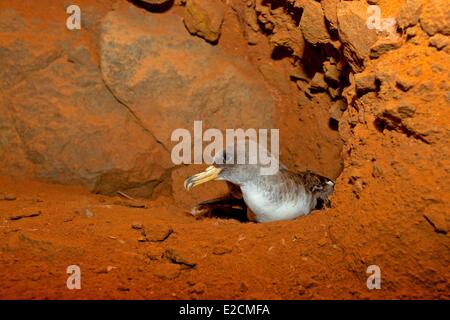 Algerien Habibas Inseln Ornithologe Sturmtaucher (Calonectris Diomedea) Stockfoto