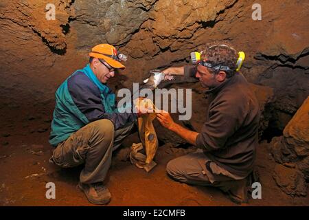 Algerien Habibas Inseln Ornithologe Sturmtaucher (Calonectris Diomedea) Stockfoto