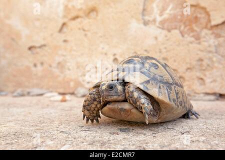 Algerien Habibas Inseln Griechische Schildkröte (Testudo Graeca) Stockfoto