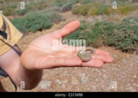 Algerien Habibas Inseln ovipare grabende Echsen (Trogonophis Wiegmanni) Stockfoto