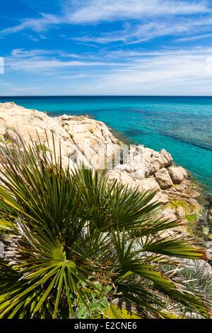 Frankreich Var Saint Tropez Halbinsel Cap Taillat Europäische Zwergpalme (Chamaerops Humilis) an der felsigen Küste des Cap Taillat Stockfoto