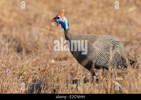 Südafrika Mpumalanga Region Süd Krügerpark behelmter Perlhühner (Numida Meleagris) Stockfoto