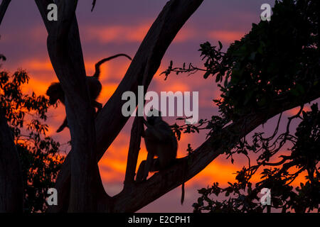 Kenia Tsavo East Nationalpark Gelbe Pavian (Papio Hamadryas Cynocephalus) bei Sonnenaufgang Stockfoto