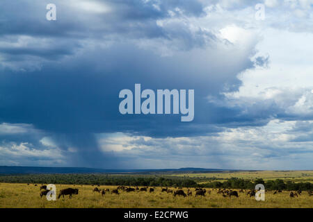 Kenia-Masai Mara Nationalreservat Gnus (Connochaetes Taurinus) Herde nach Unwetter Stockfoto