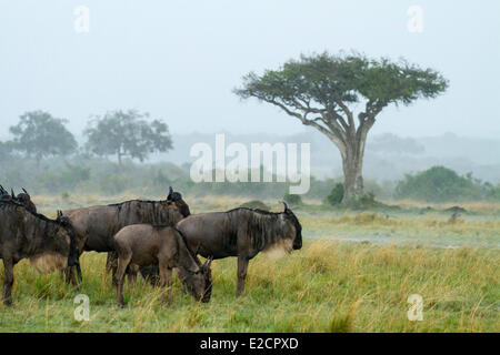 Kenia-Masai Mara Nationalreservat Gnus (Connochaetes Taurinus) Migration Herde unter dem Regen Stockfoto