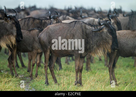 Kenia-Masai Mara Nationalreservat Gnus (Connochaetes Taurinus) Migration Herde unter dem Regen Stockfoto