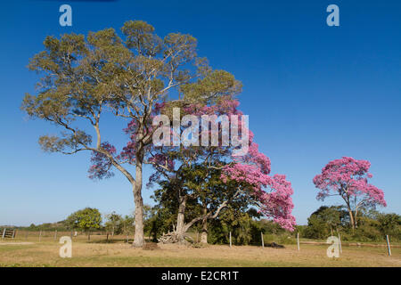 Brasilien Mato Grosso Pantanal Gebiet Weltkulturerbe von UNESCO rosa Trompetenbaum (Tabebuia Impetiginosa) Stockfoto