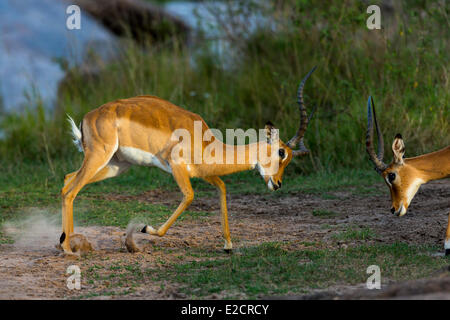 Kenia-Masai Mara Nationalreservat Impala (Aepyceros Melampus) Männchen kämpfen Stockfoto