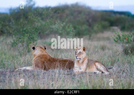 Kenia-Masai Mara Nationalreservat Löwe (Panthera Leo) Jungvögel Stockfoto