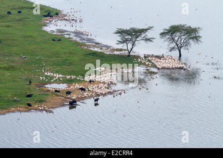 Kenia-Nakuru Nationalpark weißer Pelikan (Pelecanus Onocrotalus) Luftbild Stockfoto