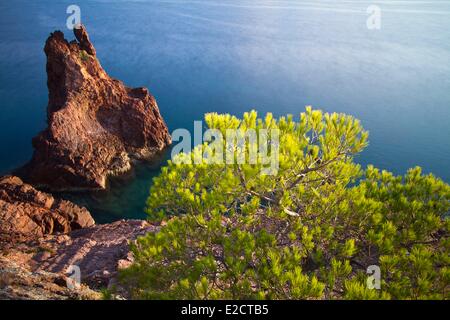 Frankreich Alpes Maritimes Esterel Corniche Theoule Sur Mer der natürliche Park County der Pointe de l'Aiguille Steilküsten Stockfoto