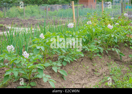 Kartoffel Blütenpflanzen auf einer Zuteilung Stockfoto