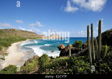 Frankreich Guadeloupe (Französische Antillen) Saint Barthelemy Toiny Kakteen wachsen auf den Hügeln mit Blick auf die Bucht Stockfoto