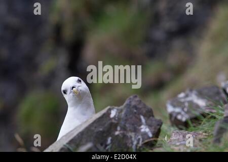 Island Nordurland Region Halbinsel von Vatnsnes Hvítserkur Northern Fulmar oder Arktis Fulmar (Fulmarus Cyclopoida) Stockfoto