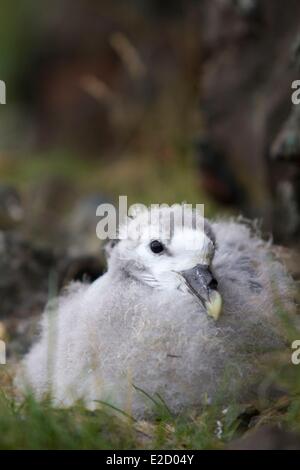 Island Nordurland Region Halbinsel Vatnsnes Hvítserkur junge Northern Fulmar (Fulmarus Cyclopoida) im nest Stockfoto