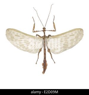 Phasmatodea; Phasmatidae; Extatosoma Tiaratum; Macleay 1826; Riesige stacheligen Stick; Stachelige Blatt Insekt; Macleay Gespenst; Stockfoto