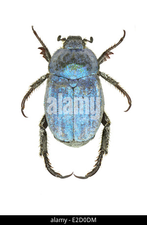 Coleoptera; Scarabeidae; Hoplia Coerulea; Drury 1773 Stockfoto