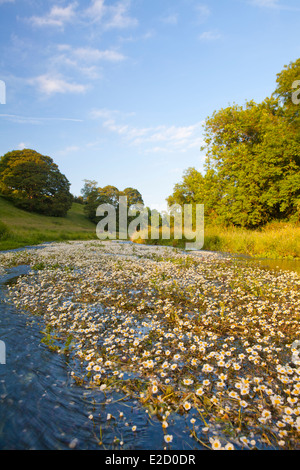 Bradford Dale, in der Nähe von Youlgreave, Peak District, Derbyshire, England Stockfoto