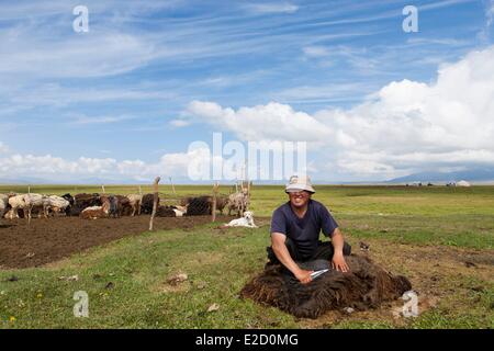 Kirgisistan Naryn Provinz Shepperd Scheren eines Schafes auf Almen im Song-Kol See staatliche zoologische reserve Stockfoto