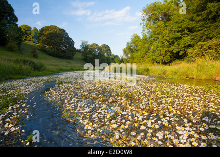 Bradford Dale, in der Nähe von Youlgreave, Peak District, Derbyshire, England Stockfoto