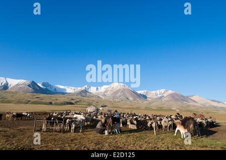 Kirgisistan Naryn Provinz Arpa Tal Melkzeit an den Ausläufern der Berge im Sommer weiden Stockfoto