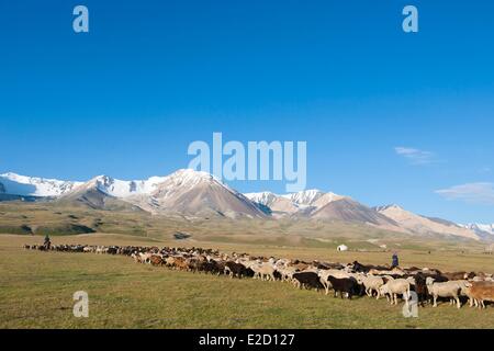 Kirgisistan Naryn Provinz Arpa Tal Shepperd führt eine Herde von Schafen auf Sommerweiden Stockfoto