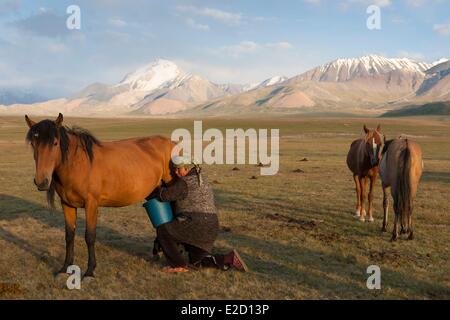 Kirgisistan Naryn Provinz Arpa Tal Melkzeit für Stuten auf Berg Weiden am Fuße des Berges Tian Shan Stockfoto