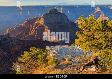 USA Arizona Grand Canyon National Park Weltkulturerbe von UNESCO North Rim Sonnenaufgang am Cape Royal übersehen Stockfoto