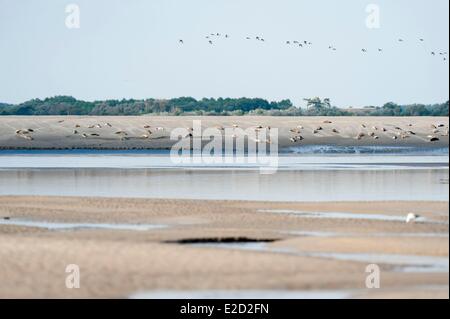 Frankreich Somme Baie de Somme Kalbfleisch marine Seehunde (Phoca Vitulina) am Strand bei Ebbe Stockfoto