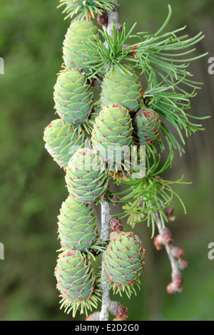 Junge europäische Lärche Kegel Larix decidua Stockfoto