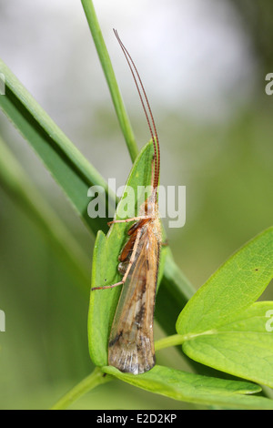 Caddisfly thront auf die Vegetation am Ufer Stockfoto