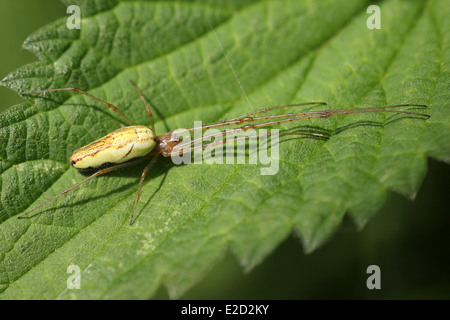 Gemeinsame Strecke Spider Tetragnatha extensa Stockfoto