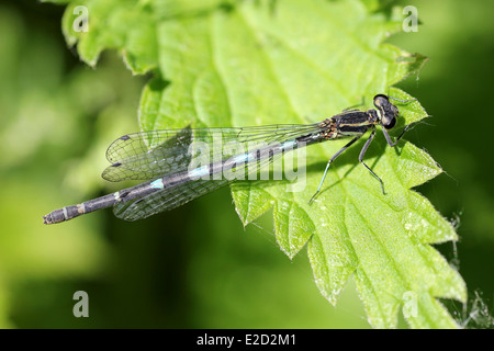 Variable Damselfly Coenagrion Pulchellum weibliche dunkle form Stockfoto