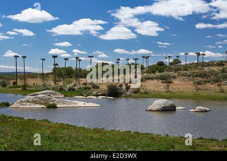 Spanien Extremadura Malpartida de Cáceres Los Barruecos Nester von Störchen an Masten Stockfoto