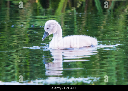 Ein Cygnet schwimmen in der Kanal-Fütterung in der Leeds-Liverpool-Kanal, Leeds, West Yorkshire Stockfoto