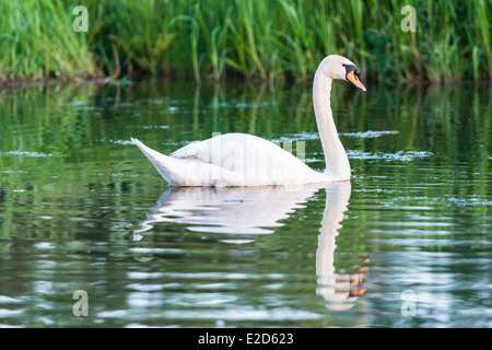 Schwan, schwimmen auf der Leeds-Liverpool-Kanal, Leeds, West Yorkshire Stockfoto