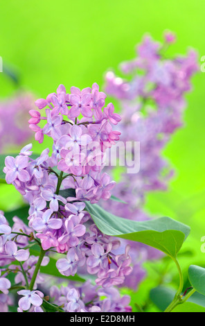 Lila lila Blume Nahaufnahme. Selektiven Fokus Stockfoto